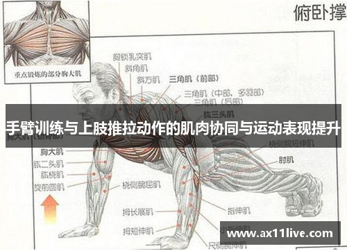 手臂训练与上肢推拉动作的肌肉协同与运动表现提升